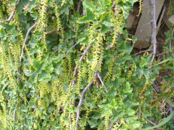 Torres del Paine: Ribes magellanicum (Glossulariaceae)